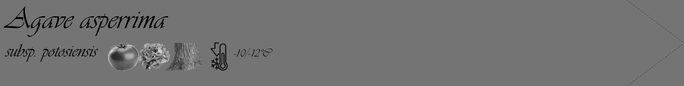 Étiquette de : Agave asperrima subsp. potosiensis - format c - style noire26_simple_simpleviv avec comestibilité simplifiée