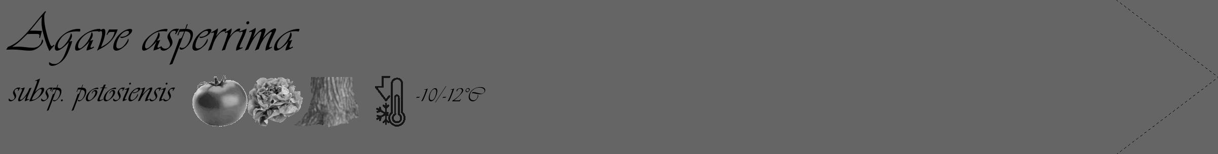 Étiquette de : Agave asperrima subsp. potosiensis - format c - style noire32_simple_simpleviv avec comestibilité simplifiée