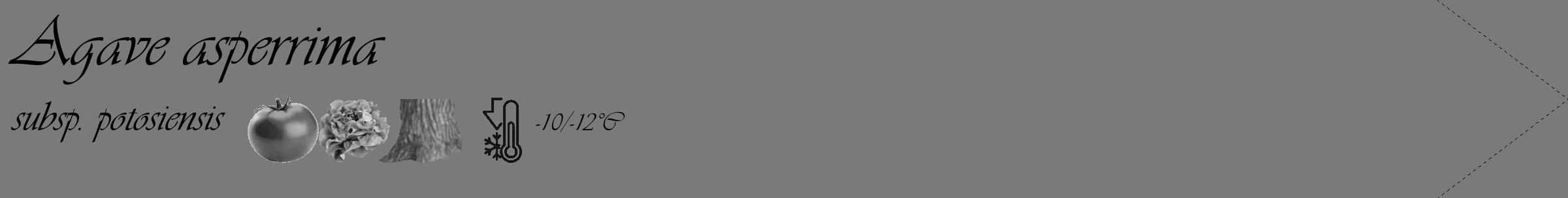Étiquette de : Agave asperrima subsp. potosiensis - format c - style noire3_simple_simpleviv avec comestibilité simplifiée