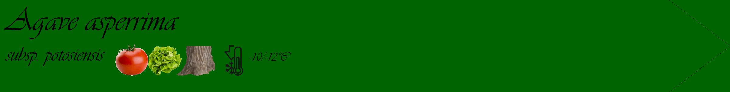 Étiquette de : Agave asperrima subsp. potosiensis - format c - style noire8_simple_simpleviv avec comestibilité simplifiée