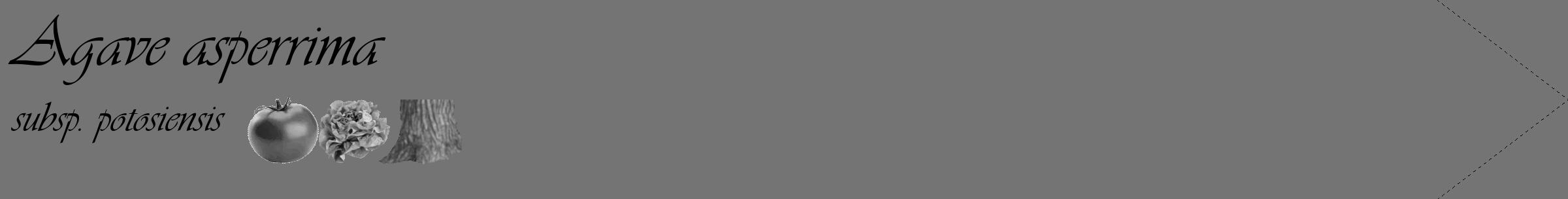 Étiquette de : Agave asperrima subsp. potosiensis - format c - style noire26_simple_simpleviv avec comestibilité simplifiée