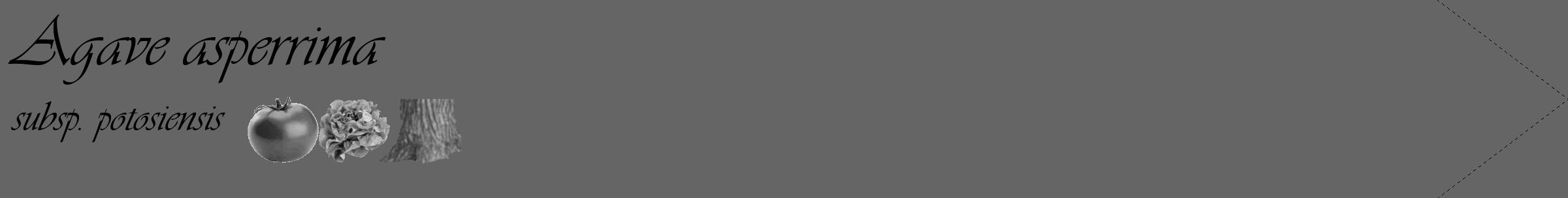 Étiquette de : Agave asperrima subsp. potosiensis - format c - style noire32_simple_simpleviv avec comestibilité simplifiée