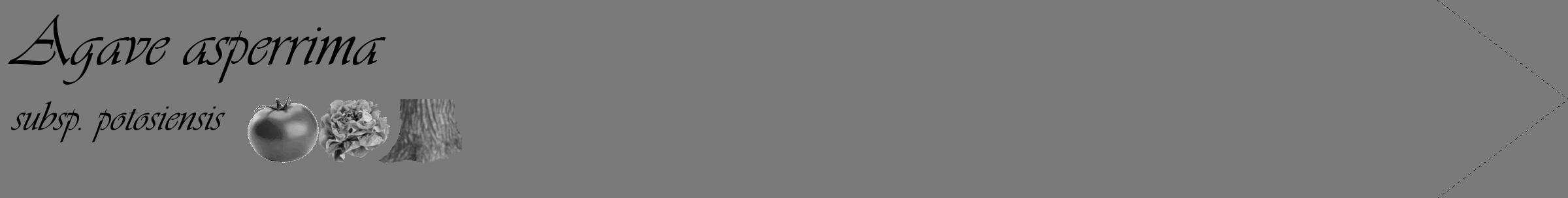 Étiquette de : Agave asperrima subsp. potosiensis - format c - style noire3_simple_simpleviv avec comestibilité simplifiée