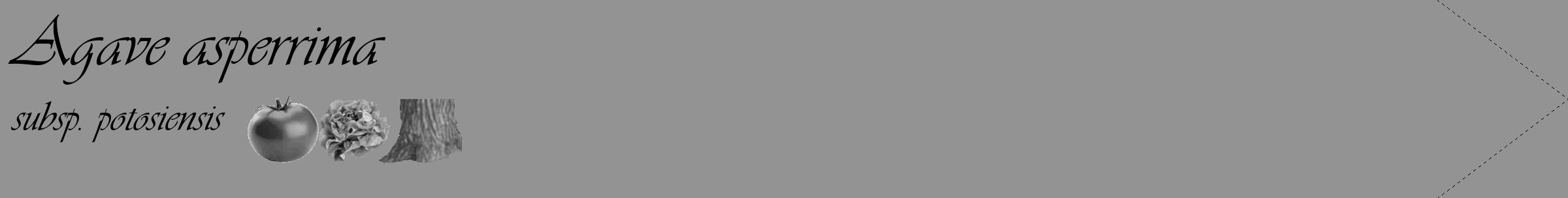 Étiquette de : Agave asperrima subsp. potosiensis - format c - style noire44_simple_simpleviv avec comestibilité simplifiée
