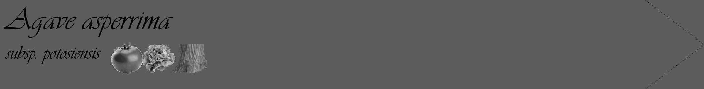 Étiquette de : Agave asperrima subsp. potosiensis - format c - style noire49_simple_simpleviv avec comestibilité simplifiée