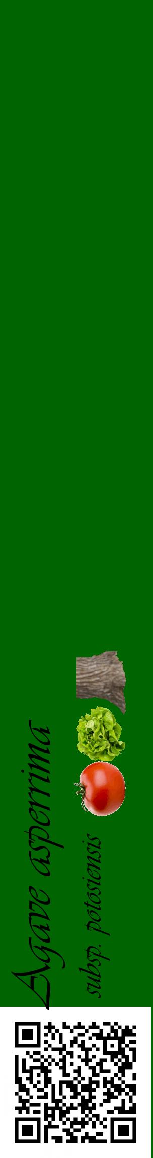 Étiquette de : Agave asperrima subsp. potosiensis - format c - style noire8_basiqueviv avec qrcode et comestibilité simplifiée