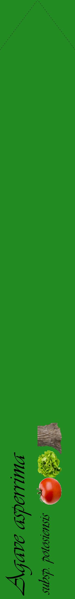 Étiquette de : Agave asperrima subsp. potosiensis - format c - style noire10_simpleviv avec comestibilité simplifiée