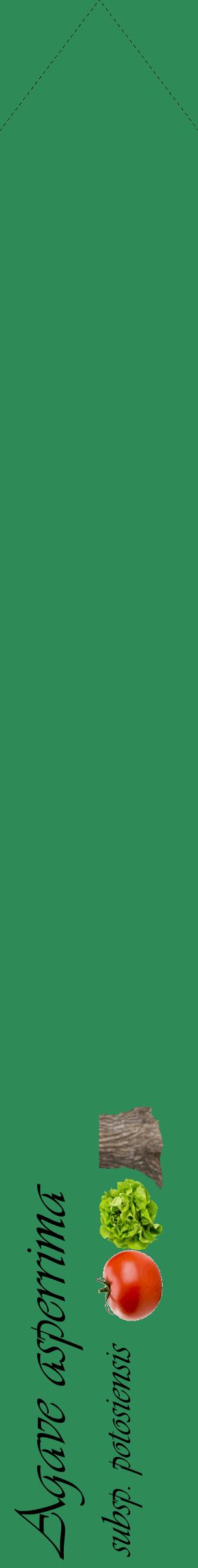 Étiquette de : Agave asperrima subsp. potosiensis - format c - style noire11_simpleviv avec comestibilité simplifiée