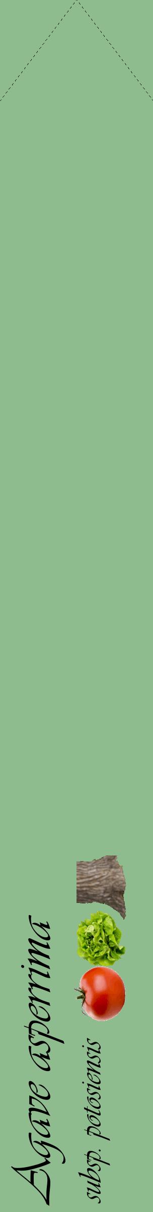 Étiquette de : Agave asperrima subsp. potosiensis - format c - style noire13_simpleviv avec comestibilité simplifiée