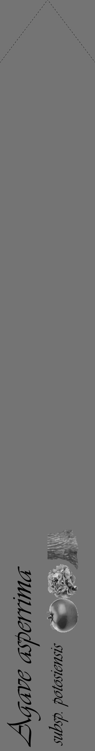 Étiquette de : Agave asperrima subsp. potosiensis - format c - style noire26_simple_simpleviv avec comestibilité simplifiée - position verticale
