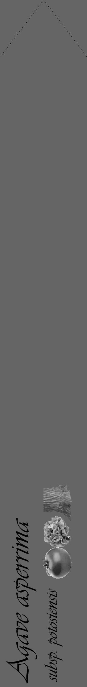 Étiquette de : Agave asperrima subsp. potosiensis - format c - style noire32_simple_simpleviv avec comestibilité simplifiée - position verticale