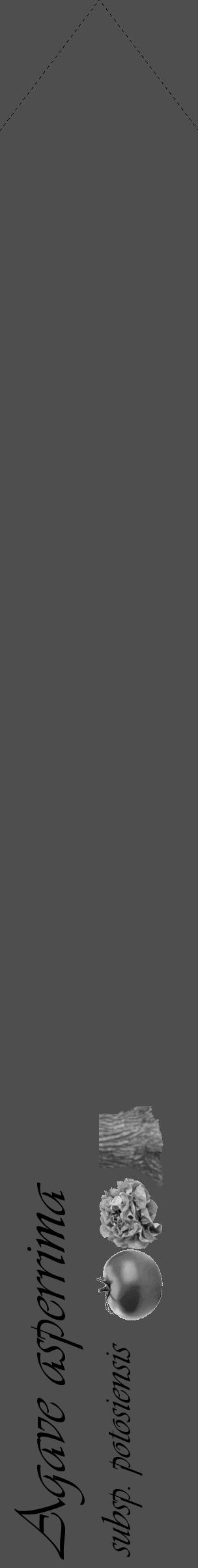 Étiquette de : Agave asperrima subsp. potosiensis - format c - style noire33_simple_simpleviv avec comestibilité simplifiée - position verticale