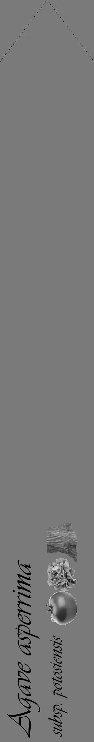 Étiquette de : Agave asperrima subsp. potosiensis - format c - style noire3_simple_simpleviv avec comestibilité simplifiée - position verticale