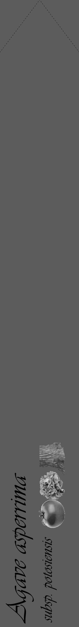 Étiquette de : Agave asperrima subsp. potosiensis - format c - style noire49_simple_simpleviv avec comestibilité simplifiée - position verticale