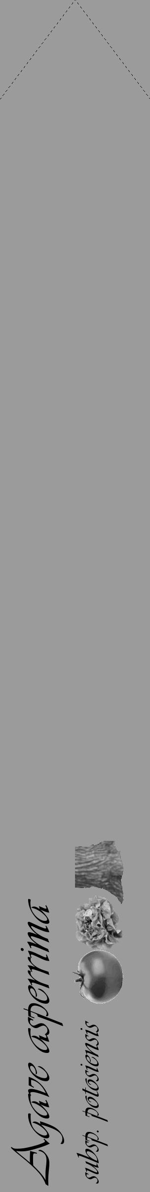 Étiquette de : Agave asperrima subsp. potosiensis - format c - style noire52_simple_simpleviv avec comestibilité simplifiée - position verticale