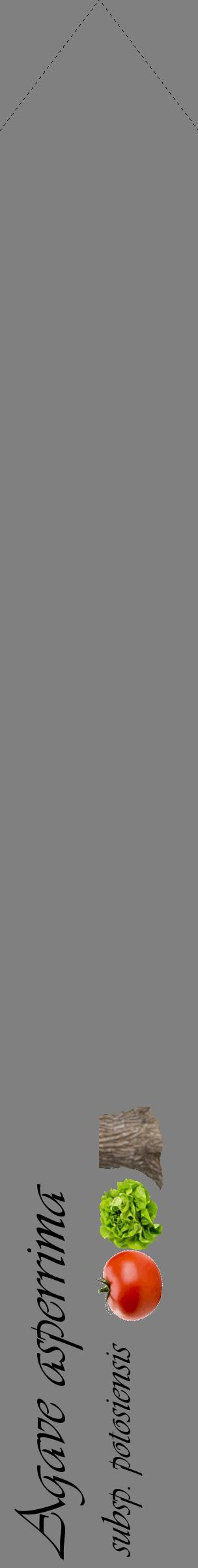 Étiquette de : Agave asperrima subsp. potosiensis - format c - style noire57_simpleviv avec comestibilité simplifiée