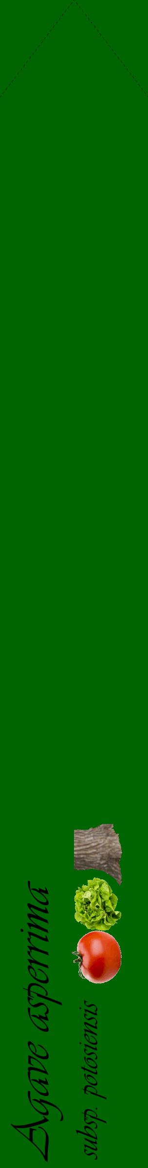 Étiquette de : Agave asperrima subsp. potosiensis - format c - style noire8_simpleviv avec comestibilité simplifiée