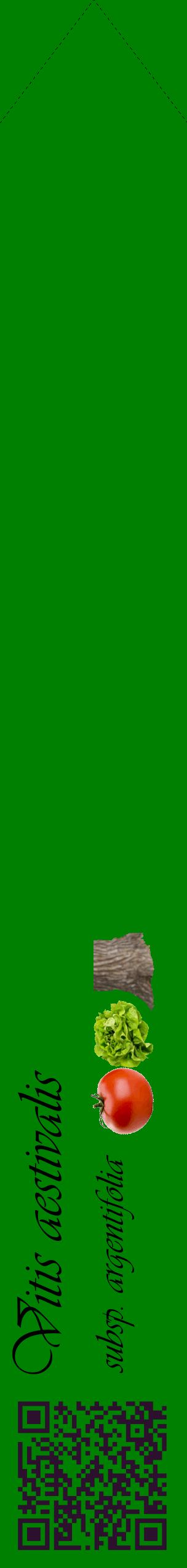 Étiquette de : Vitis aestivalis subsp. argentifolia - format c - style noire9_simpleviv avec qrcode et comestibilité simplifiée