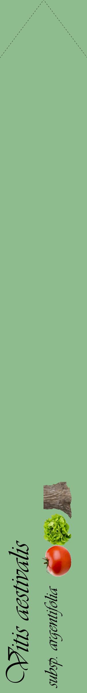 Étiquette de : Vitis aestivalis subsp. argentifolia - format c - style noire13_simpleviv avec comestibilité simplifiée