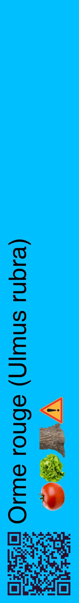 Étiquette de : Ulmus rubra - format c - style noire2_basiquehel avec qrcode et comestibilité simplifiée
