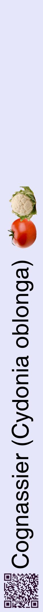 Étiquette de : Cydonia oblonga - format a - style noire55hel avec qrcode et comestibilité simplifiée