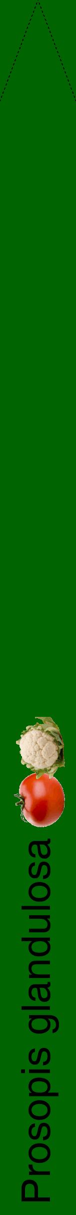 Étiquette de : Prosopis glandulosa - format b - style noire8hel avec comestibilité simplifiée