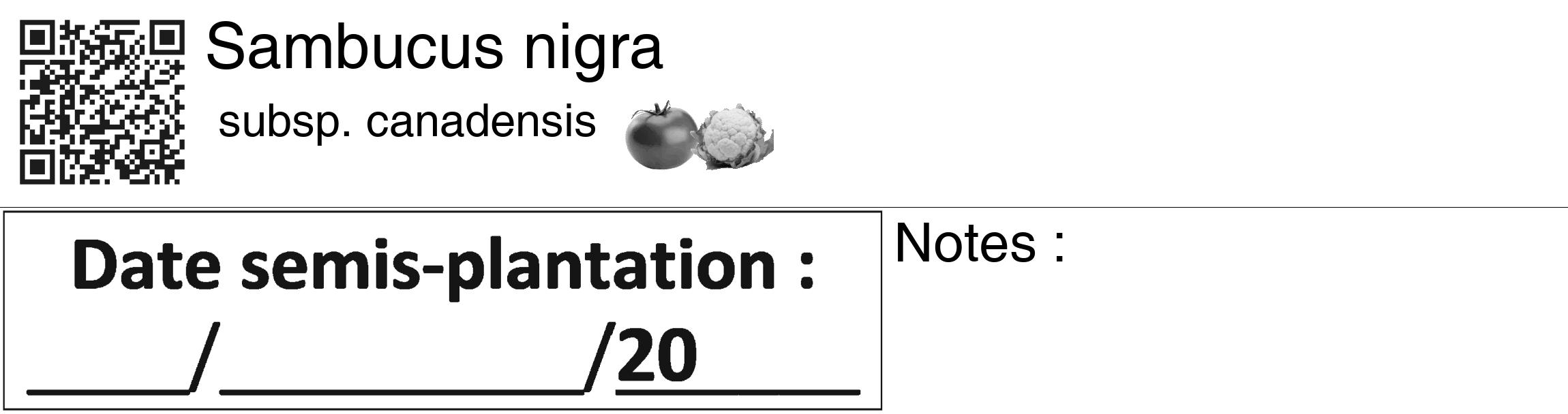 Étiquette de : Sambucus nigra subsp. canadensis - format c - style noire60_basiquegrrvhel avec qrcode et comestibilité simplifiée
