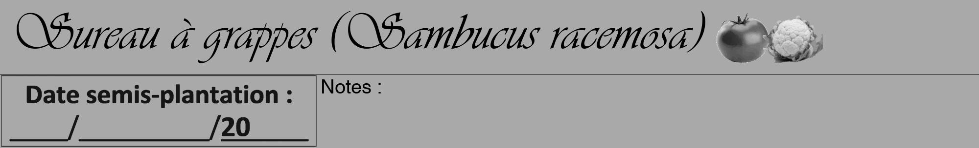 Étiquette de : Sambucus racemosa - format a - style noire13basiqueviv avec comestibilité simplifiée