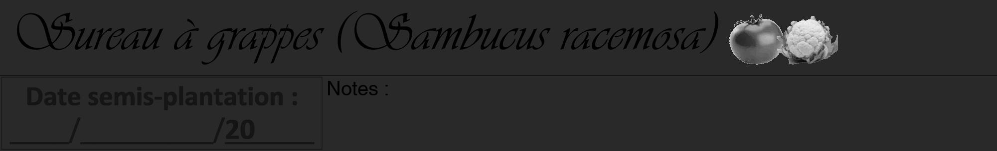 Étiquette de : Sambucus racemosa - format a - style noire34viv avec comestibilité simplifiée