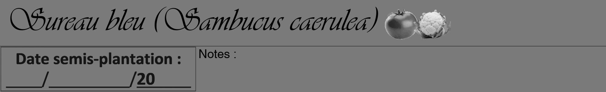 Étiquette de : Sambucus caerulea - format a - style noire3viv avec comestibilité simplifiée