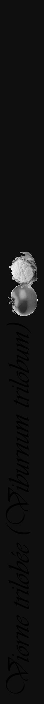 Étiquette de : Viburnum trilobum - format a - style noire7simpleviv avec comestibilité simplifiée - position verticale