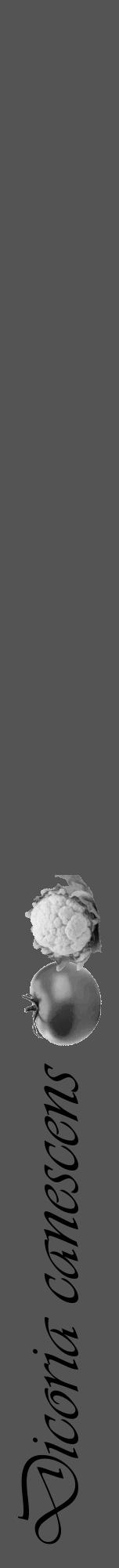 Étiquette de : Dicoria canescens - format a - style noire36basiqueviv avec comestibilité simplifiée - position verticale