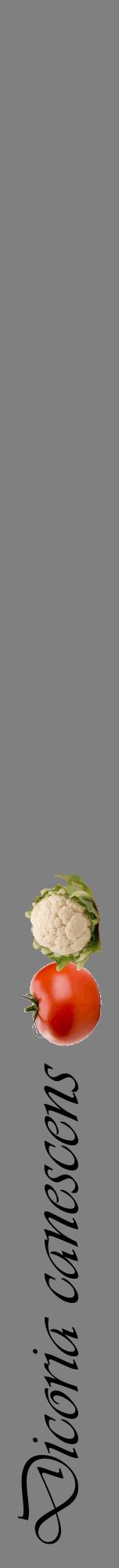 Étiquette de : Dicoria canescens - format a - style noire57viv avec comestibilité simplifiée