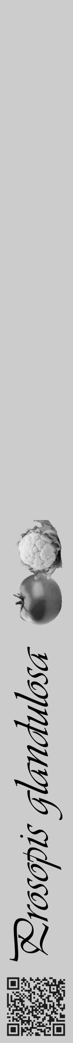Étiquette de : Prosopis glandulosa - format a - style noire0viv avec qrcode et comestibilité simplifiée - position verticale