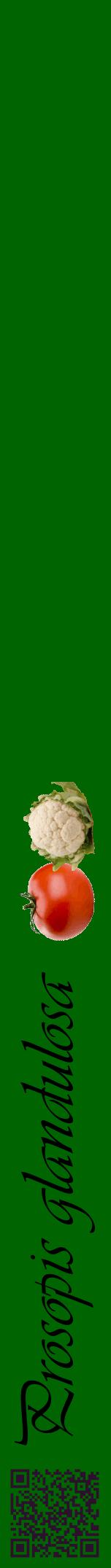 Étiquette de : Prosopis glandulosa - format a - style noire8viv avec qrcode et comestibilité simplifiée