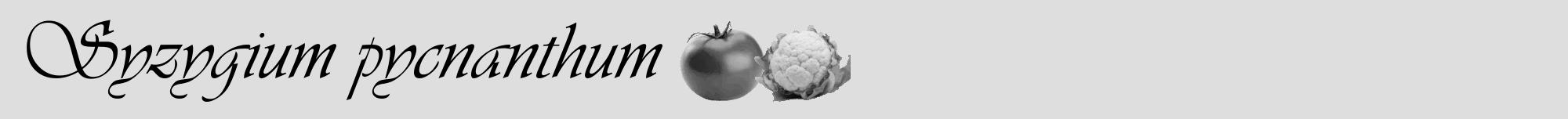 Étiquette de : Syzygium pycnanthum - format a - style noire20viv avec comestibilité simplifiée