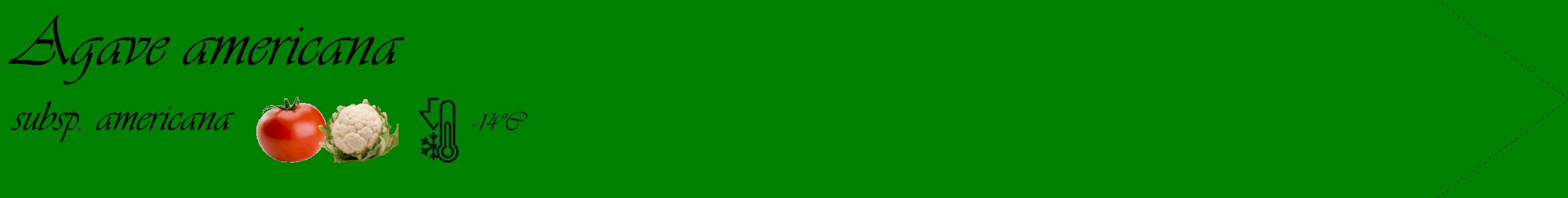 Étiquette de : Agave americana subsp. americana - format c - style noire9_simple_simpleviv avec comestibilité simplifiée