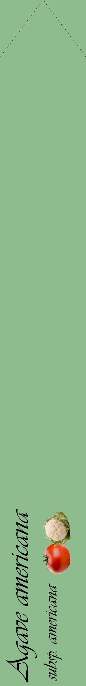 Étiquette de : Agave americana subsp. americana - format c - style noire13_simpleviv avec comestibilité simplifiée