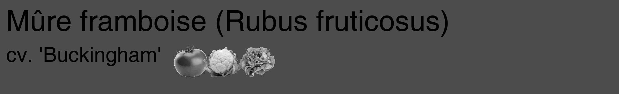 Étiquette de : Rubus fruticosus cv. 'Buckingham' - format c - style noire27_basique_basiquehel avec comestibilité simplifiée