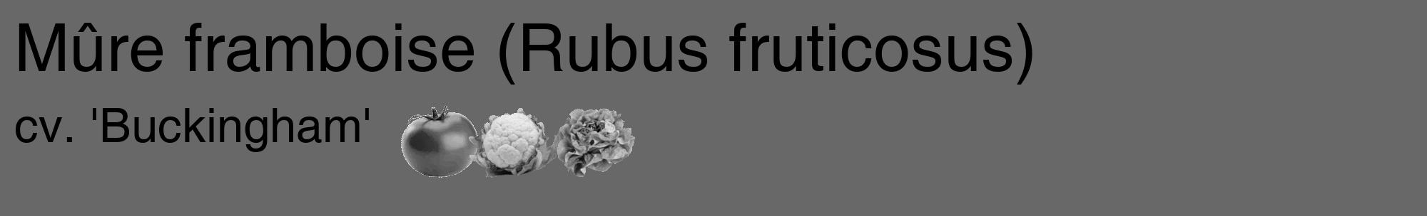 Étiquette de : Rubus fruticosus cv. 'Buckingham' - format c - style noire6_basique_basiquehel avec comestibilité simplifiée