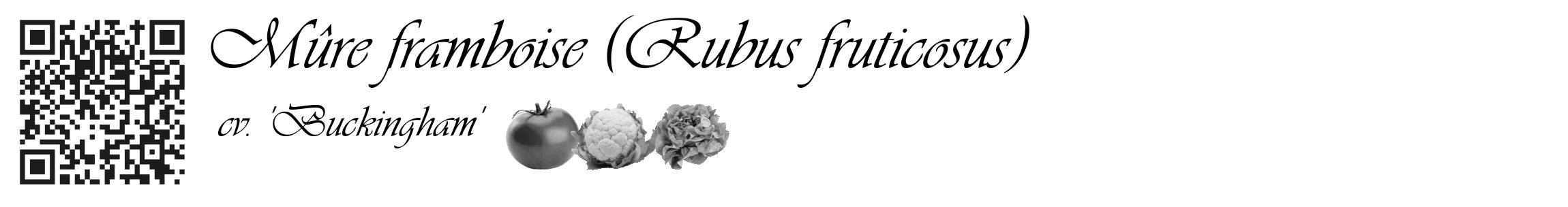 Étiquette de : Rubus fruticosus cv. 'Buckingham' - format c - style noire60_basique_basiqueviv avec qrcode et comestibilité simplifiée