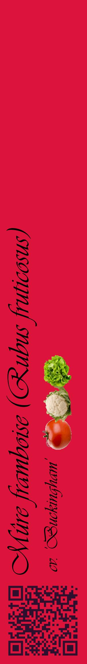Étiquette de : Rubus fruticosus cv. 'Buckingham' - format c - style noire36_basiqueviv avec qrcode et comestibilité simplifiée