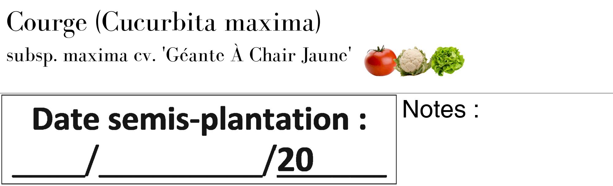 Étiquette de : Cucurbita maxima subsp. maxima cv. 'Géante À Chair Jaune' - format c - style noire60_basique_basiquebod avec comestibilité simplifiée