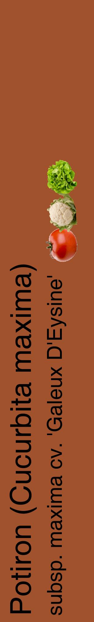 Étiquette de : Cucurbita maxima subsp. maxima cv. 'Galeux D'Eysine' - format c - style noire32_basiquehel avec comestibilité simplifiée