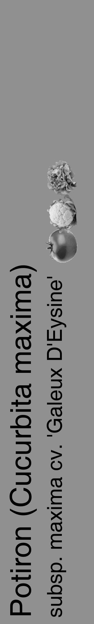 Étiquette de : Cucurbita maxima subsp. maxima cv. 'Galeux D'Eysine' - format c - style noire4basique_basique_basiquehel avec comestibilité simplifiée - position verticale