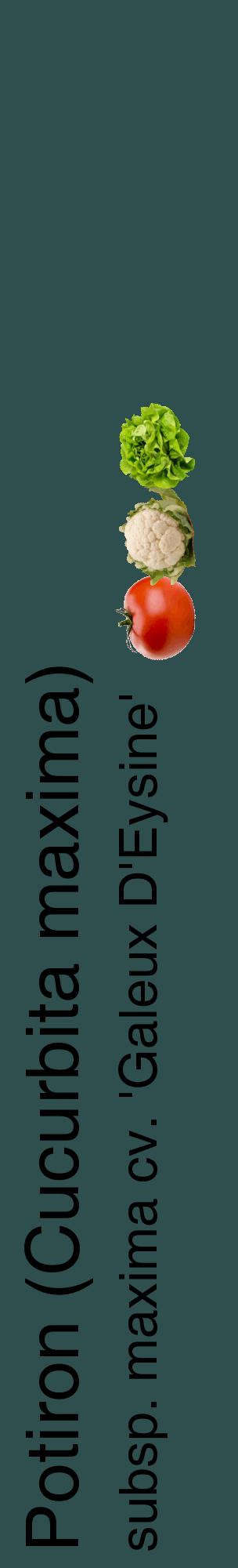 Étiquette de : Cucurbita maxima subsp. maxima cv. 'Galeux D'Eysine' - format c - style noire58_basiquehel avec comestibilité simplifiée