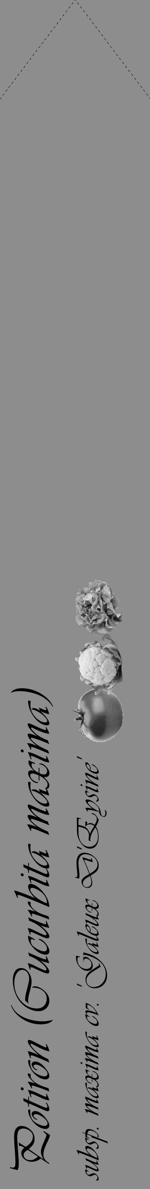 Étiquette de : Cucurbita maxima subsp. maxima cv. 'Galeux D'Eysine' - format c - style noire2_simple_simpleviv avec comestibilité simplifiée - position verticale