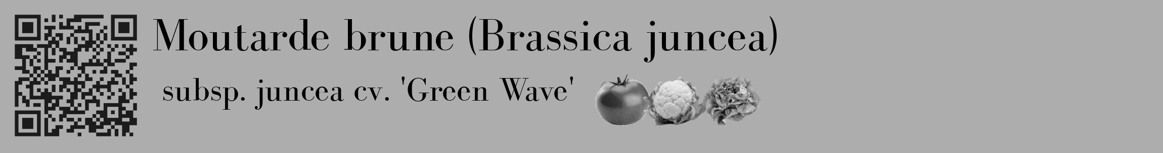 Étiquette de : Brassica juncea subsp. juncea cv. 'Green Wave' - format c - style noire22_basique_basiquebod avec qrcode et comestibilité simplifiée