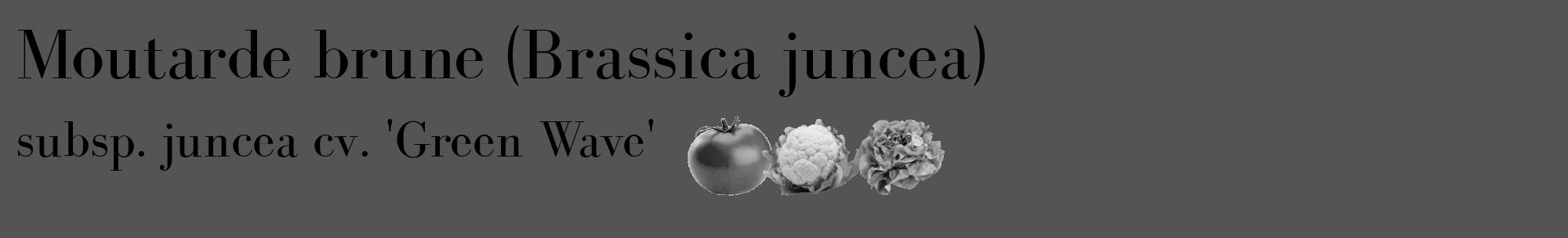 Étiquette de : Brassica juncea subsp. juncea cv. 'Green Wave' - format c - style noire30_basique_basiquebod avec comestibilité simplifiée