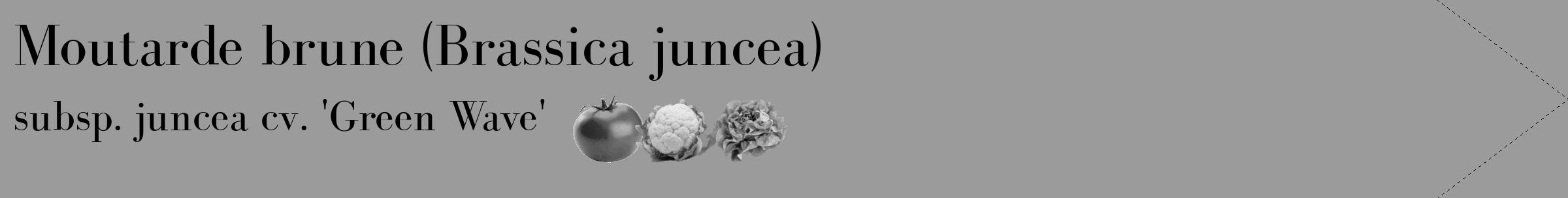Étiquette de : Brassica juncea subsp. juncea cv. 'Green Wave' - format c - style noire52_simple_simplebod avec comestibilité simplifiée